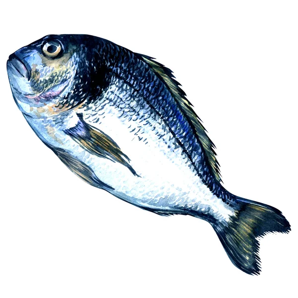 多拉多在白色背景上的鱼 — 图库照片