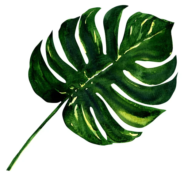 Grande feuille verte de la plante Monstera, isolée sur blanc . — Photo