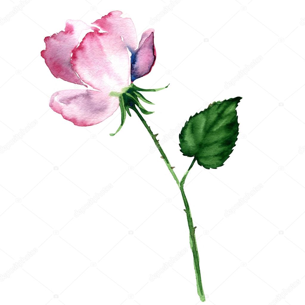 Pink Rose isolated on white background