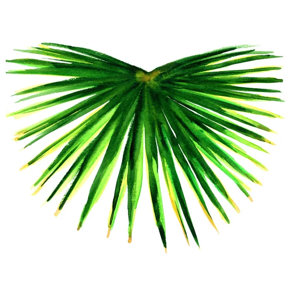 Isolert enkelt, grønt palmelblad – stockfoto