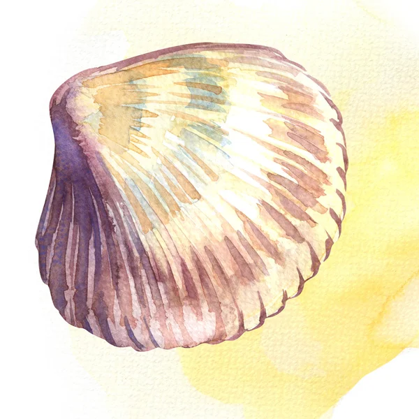 Pilgrimsmussla seashell isolerade — Stockfoto