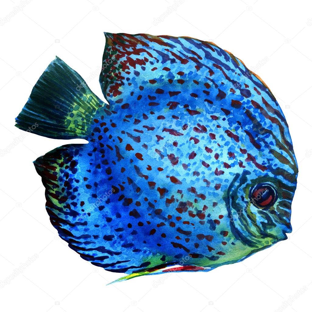 Spotted blue discus isolated on white