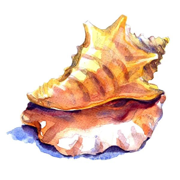 Seashell en primer plano aislado sobre un fondo blanco —  Fotos de Stock