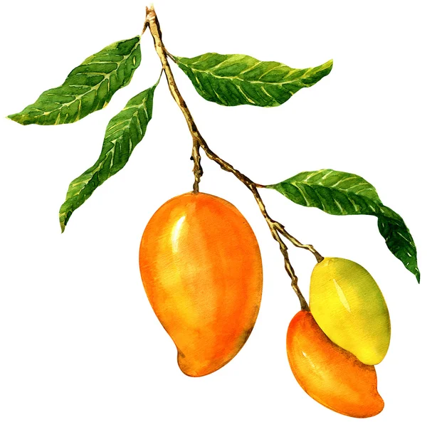Bunch of yellow mangoes, isolated on white background — Stock Photo, Image