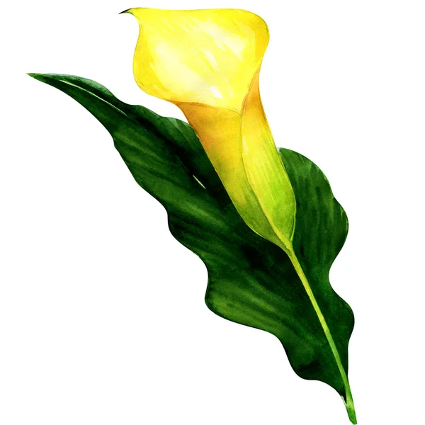 Bonito calla amarelo isolado — Fotografia de Stock