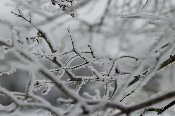 Ramo coperto di neve — Foto Stock