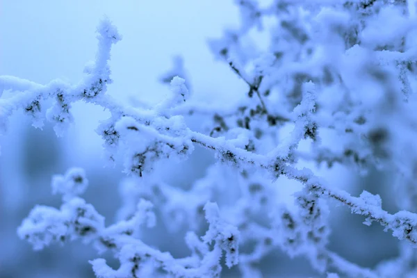 Ramo coperto di neve — Foto Stock