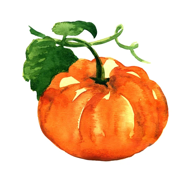 Κολοκύθα φρέσκια πορτοκαλιά απομονωμένη σε λευκό φόντο — Φωτογραφία Αρχείου
