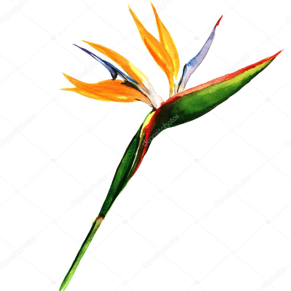 Strelitzia, bird of paradise flower isolated, botanical illustration Stock  Photo by ©deslns 61607255