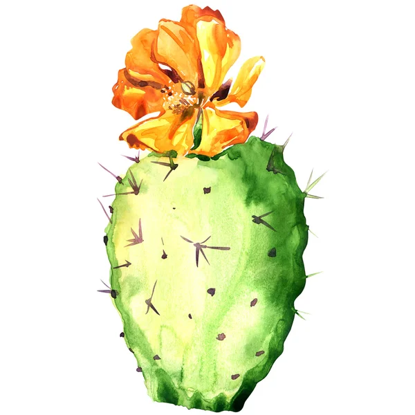 Cactus Opuntia met gele bloem, aquarel schilderij. — Stockfoto