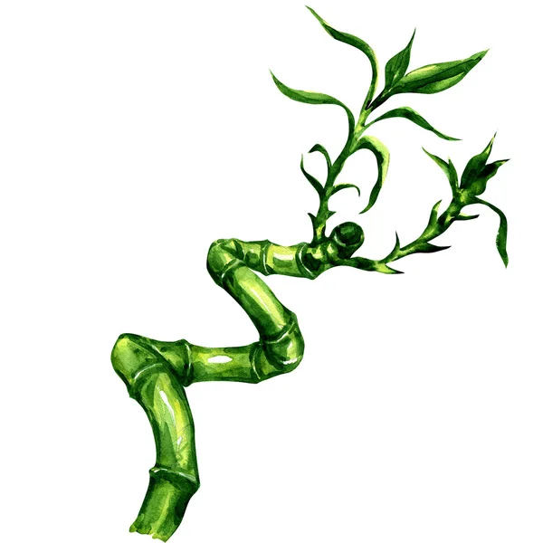 One twig of curly bamboo over white background — Stock Photo, Image