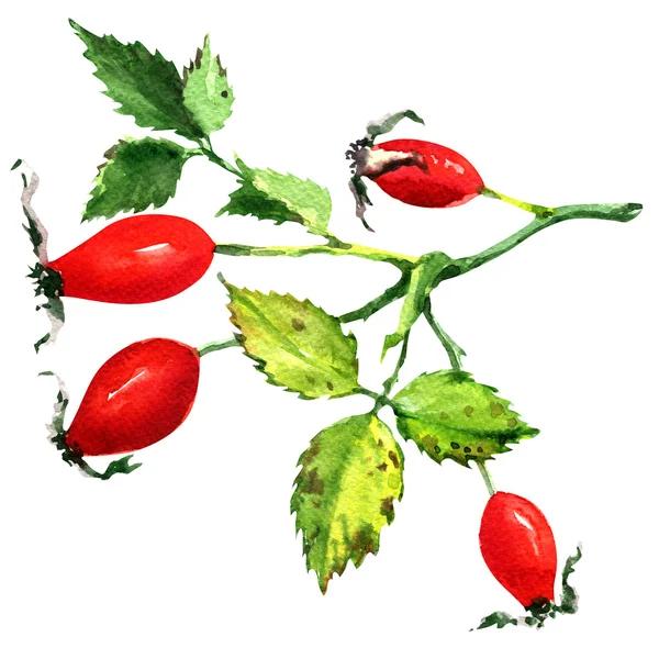 Rose hips isolated on white background — Stock Photo, Image