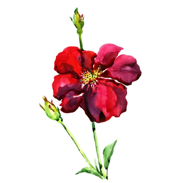 Izolované na bílém divoké červené růže s pupeny detail — Stock fotografie