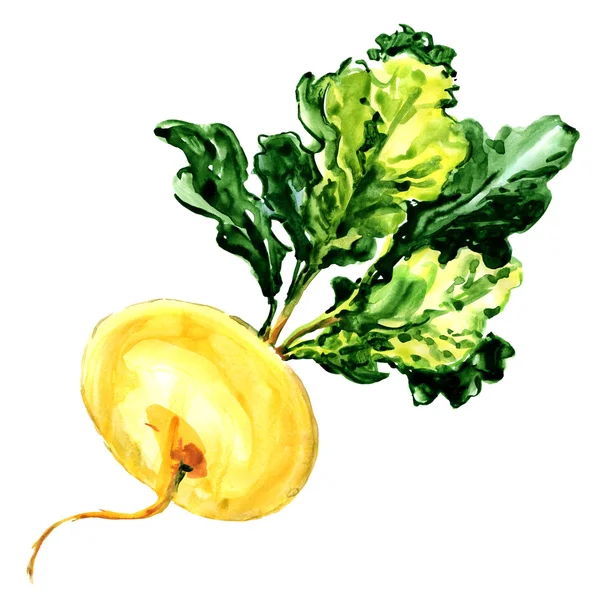 Yellow ripe turnip isolated on white — Stock Photo, Image