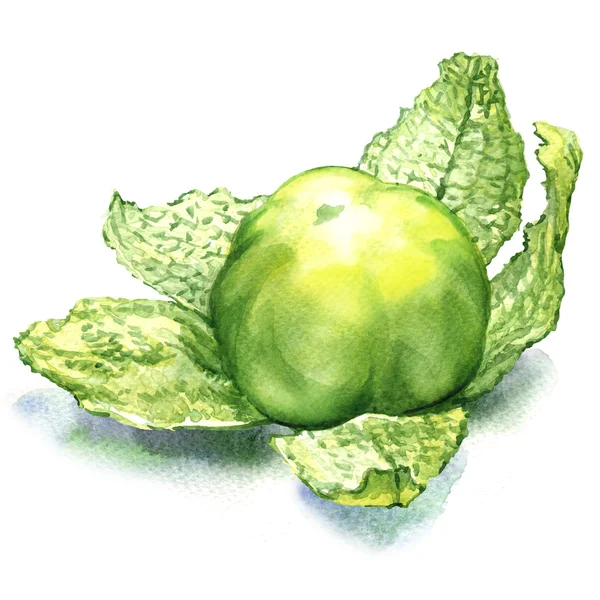 Fruto tomatillo verde isolado sobre fundo branco — Fotografia de Stock