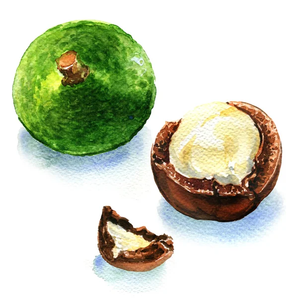 Noix de macadamia sur fond blanc — Photo