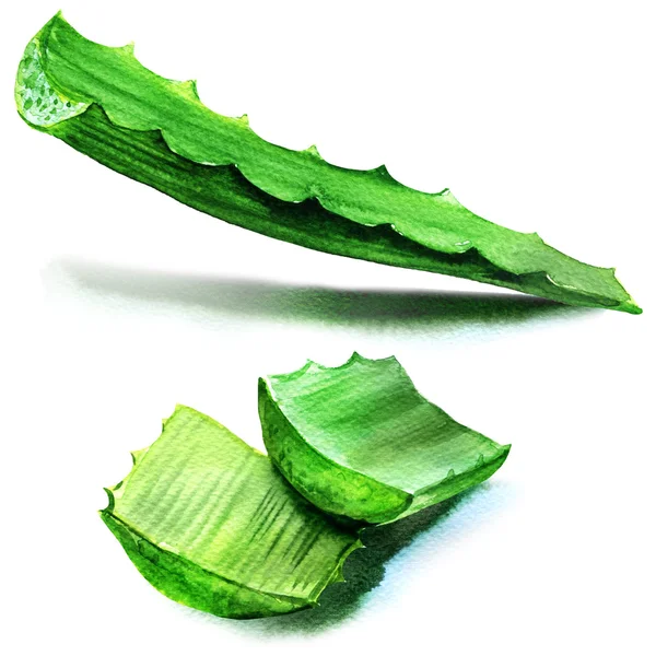 Hoja fresca de aloe vera. aislado sobre blanco —  Fotos de Stock