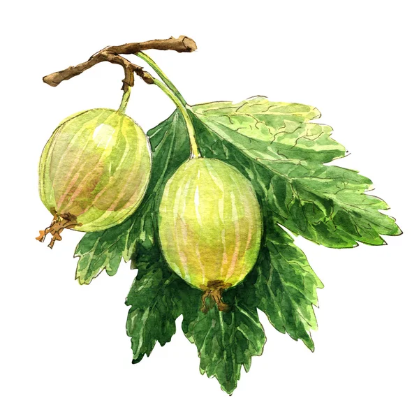 Two gooseberries isolated on white — Stock Photo, Image