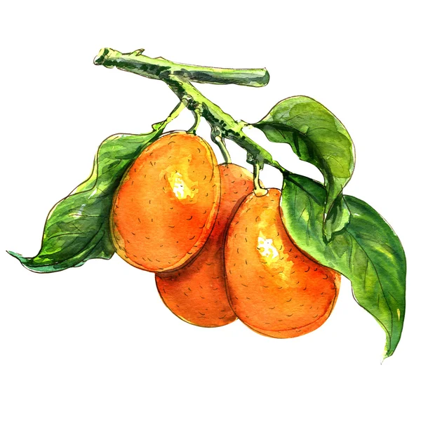 Agrumes de kumquat doux avec gros plan de feuilles sur blanc — Photo