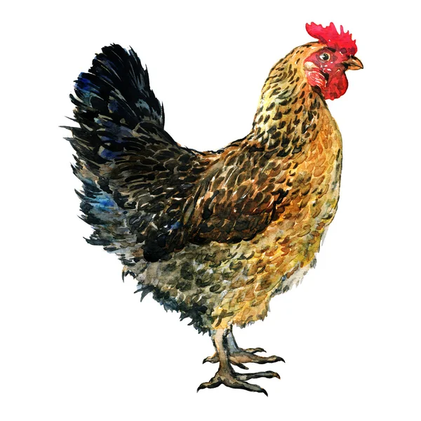 Brown hen isolated on white, studio shot. — Stock Photo, Image