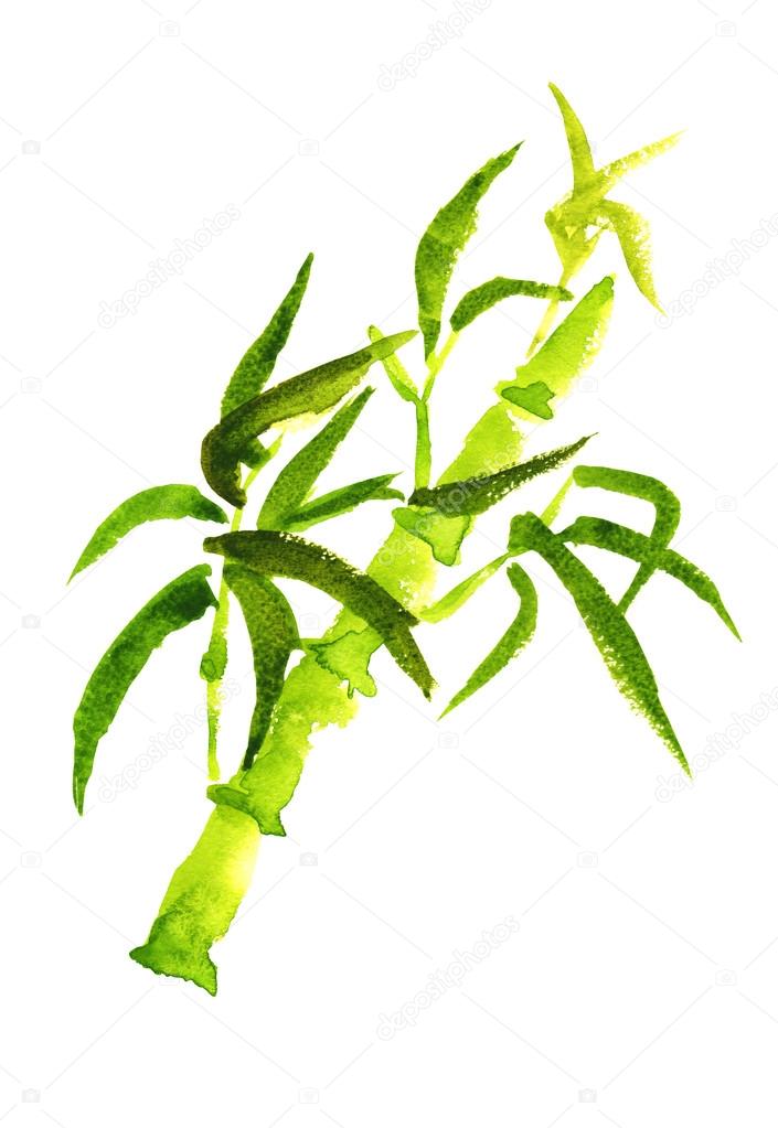 Green bamboo isolated