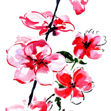 Bahar çiçekli dallar, pembe çiçekler, çiçekleri, izole 