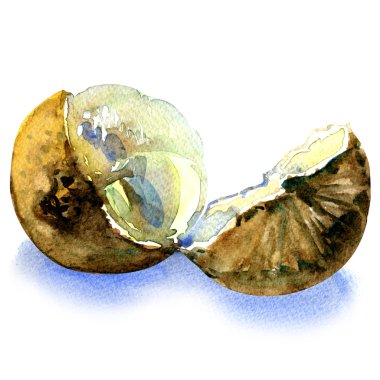 longan. Arka planda yeni bir longan