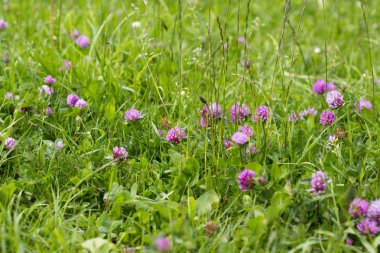 vahşi mor yonca bitkiler