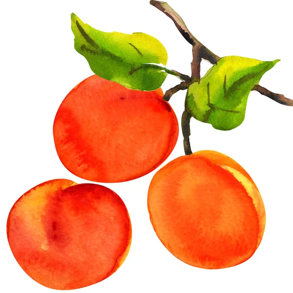 Aprikosen mit Blättern auf weißem Hintergrund — Stockfoto