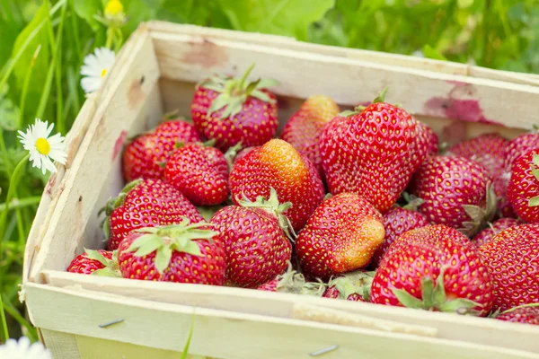 Fresas en una canasta sobre hierba — Foto de Stock