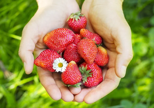 Manos sosteniendo fresas frescas — Foto de Stock