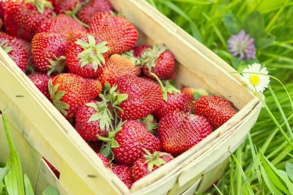 Fresas en una canasta sobre hierba — Foto de Stock