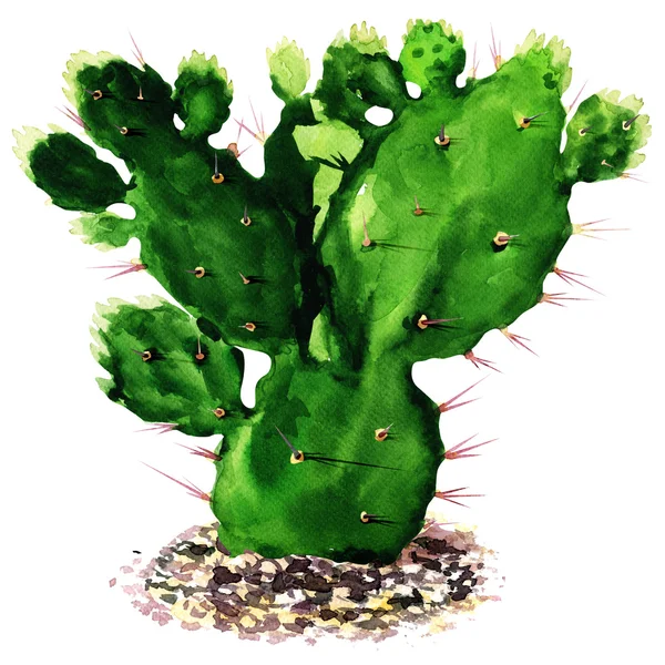 Kaktus terisolasi, cat air lukisan — Stok Foto