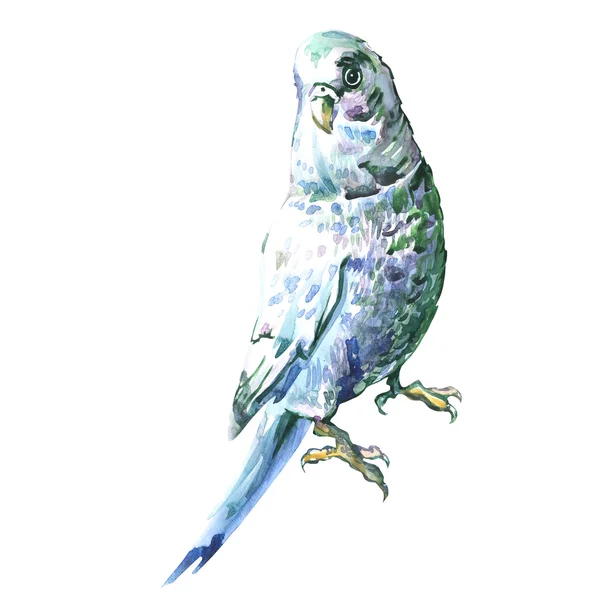 Blue wavy parrot isolated, watercolor painting — Stock Photo, Image