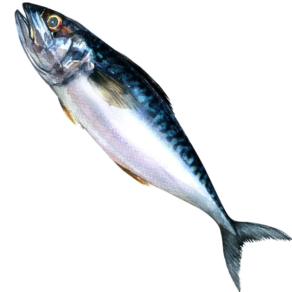 Frischer Makrelenfisch isoliert, Aquarellmalerei — Stockfoto