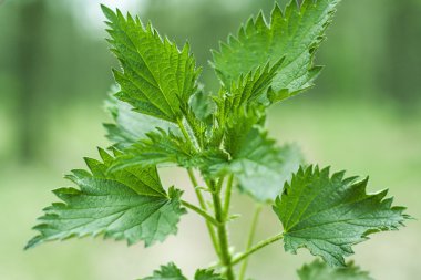 bahçede yeşil ısırgan otu