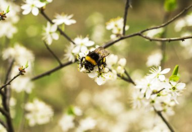 Elma ağacı çiçek ve bumble bee