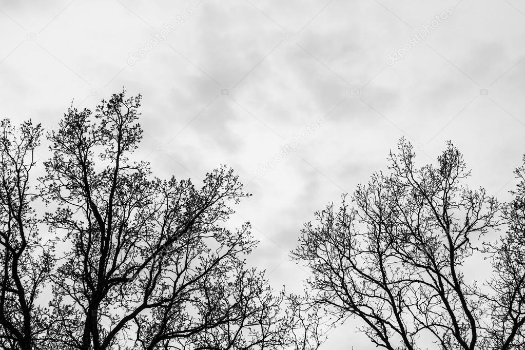 Silhouette trees on grey sky