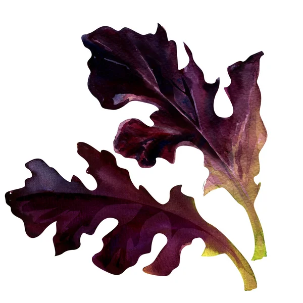 Листя салату, ізольовані на білому — стокове фото