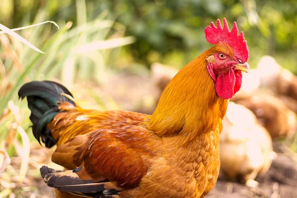 Beautiful Rooster and Hens on nature background — Stock Photo, Image