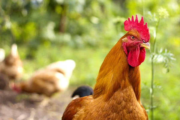 Bella gallo e galline sullo sfondo della natura — Foto Stock