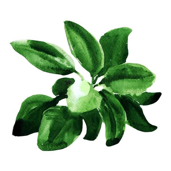 Fresh sage isolated on white background — Stock Photo, Image
