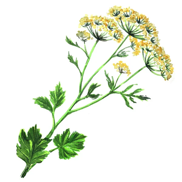 Fennel flowers anise with leaves isolated — Stockfoto