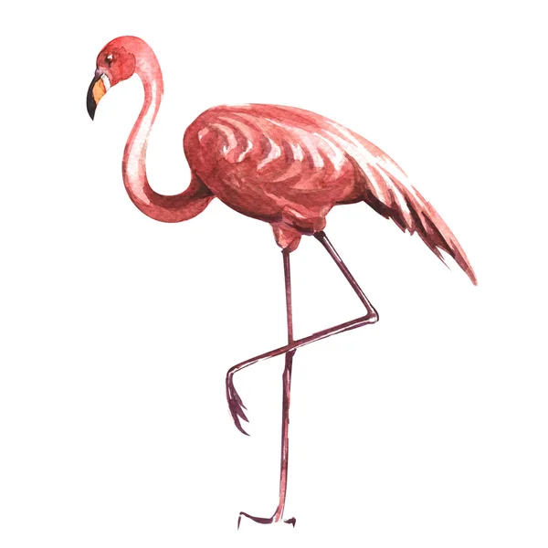 Pink flamingo isolated on white background — Stock Photo, Image