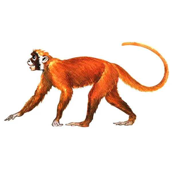 Monyet merah, hewan, terisolasi — Stok Foto