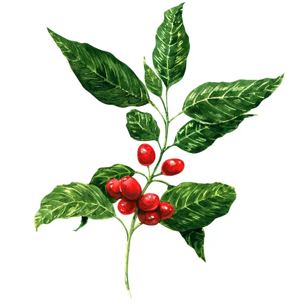 Красные кофейные зёрна на ветке, изолированный, белый фон — стоковое фото