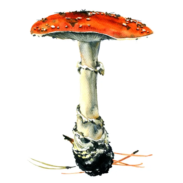 Seta venenosa Amanita, aislada — Foto de Stock