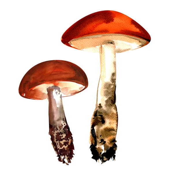 Orange-cap boletus paddestoelen geïsoleerd op witte achtergrond. — Stockfoto