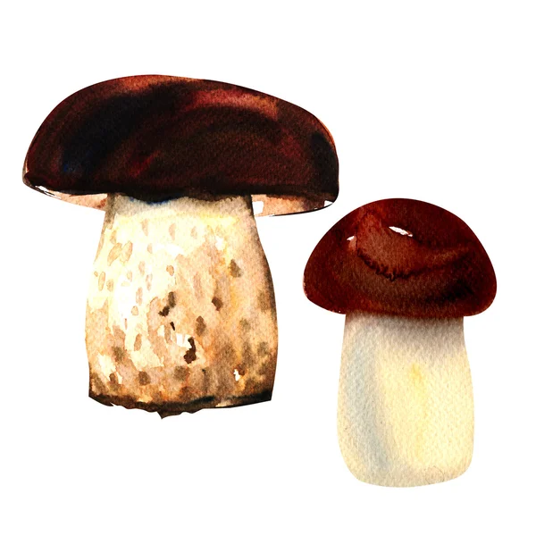 Funghi porcini su fondo bianco. pittura ad acquerello — Foto Stock