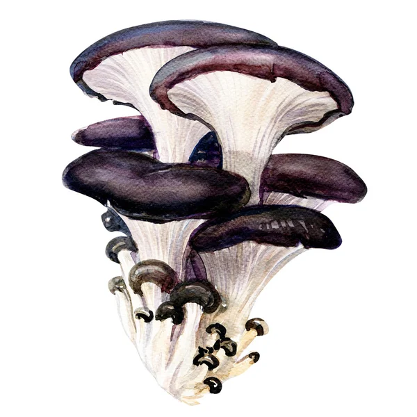 Устричний гриб ізольований на білому тлі — стокове фото